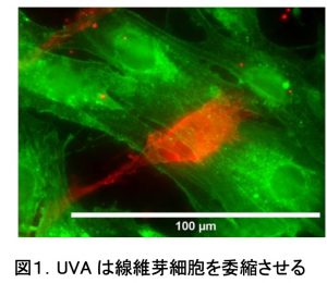 紫茶エキスとフェルラ酸に紫外線防御作用を確認　〜　オリザ油化　〜