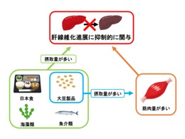 肝線維化進展の抑制には『日本食』が有効か　～大豆製品、魚介類、海藻類の摂取が…